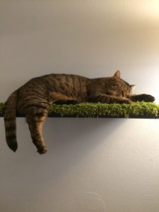 A tabby cat is asleep on a small shelf jutting out from the wall. The shelf has a faux-moss on it. One of the cat's legs and it's tail hang off of the shelf. 
